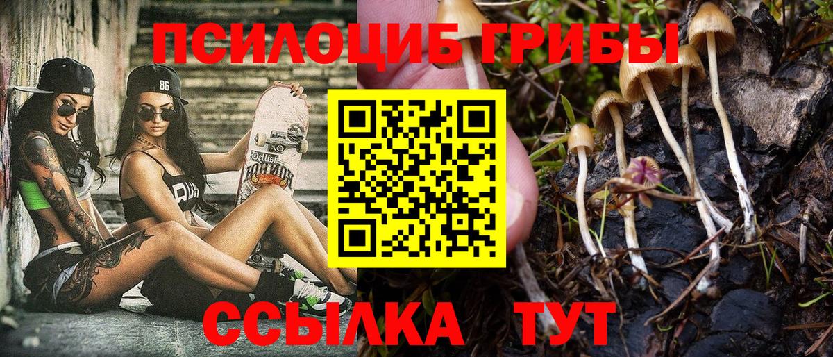Галлюциногенные грибы Psilocybe Березники